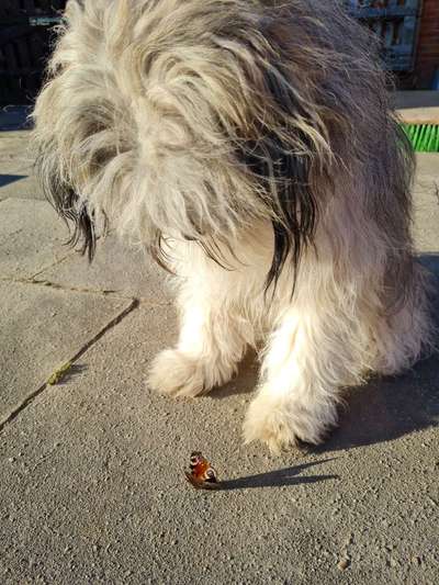 Dogorama Photo Challenge - Der Frühling kommt-Beitrag-Bild