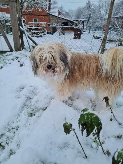 Foto Challenge Nr.: 114
Hunde im Schnee-Beitrag-Bild