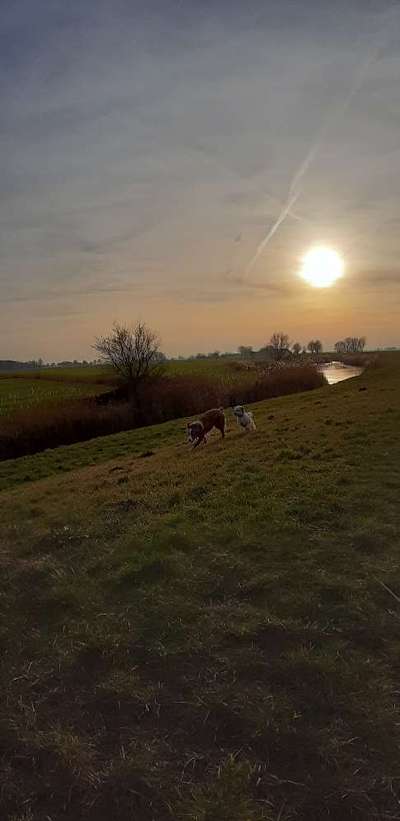 Die Dogorama Wochen Challenge-Beitrag-Bild