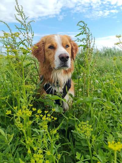 Foto's und Hundemodels-Beitrag-Bild