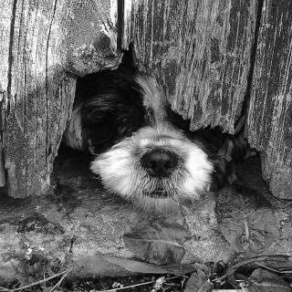 Foto-Challenge 76: Foto in Schwarz-Weiss-Beitrag-Bild