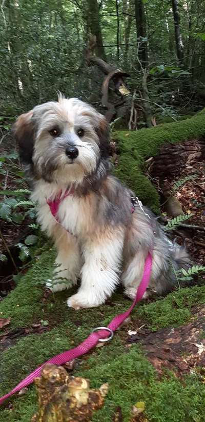 Dogorama Photo Challenge - Märchenwald-Beitrag-Bild