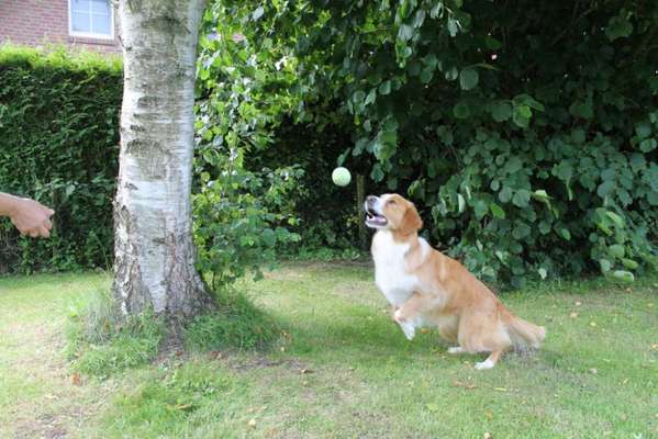 43. Fotochallenge-Zeigt mir eure Ball oder Frisbee verrueckten Hunde-Beitrag-Bild