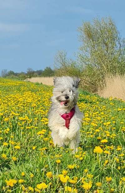 Fotochallenge Nr. 59 - Mein Hund zeigt die Zunge-Beitrag-Bild