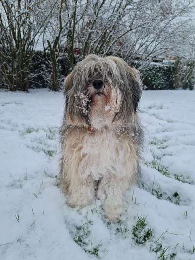 Foto Challenge Nr.: 114
Hunde im Schnee-Beitrag-Bild