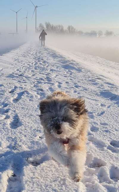 Fotochallenge 66 ~ Rennaction -Zeig deinen Hund im Lauf-Beitrag-Bild