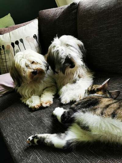 Hund und Katz Momente-Beitrag-Bild