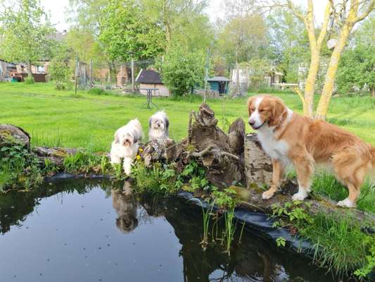 Hund und Natur-Beitrag-Bild