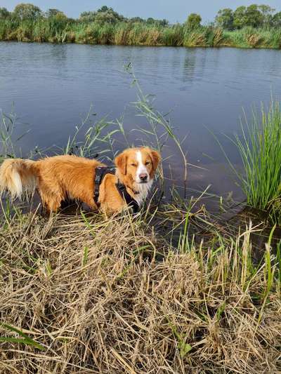 Nova Scotia Duck Tolling Retriever-Beitrag-Bild