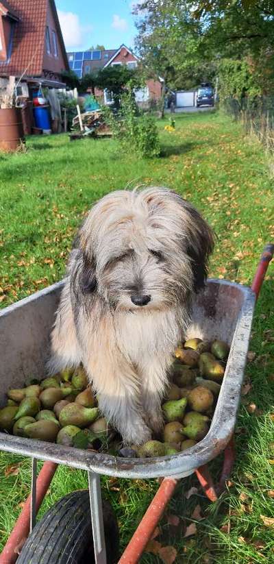 Die Dogorama Kalender Challenge Teil 1/4-Beitrag-Bild