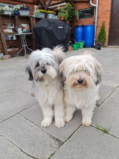 Tibet Terrier-Beitrag-Bild