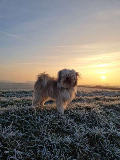 Dogorama Photo Challenge - Winterstimmung-Beitrag-Bild