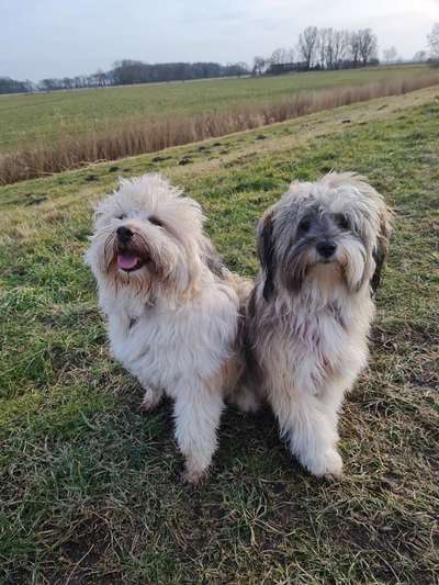 Tibet Terrier-Beitrag-Bild