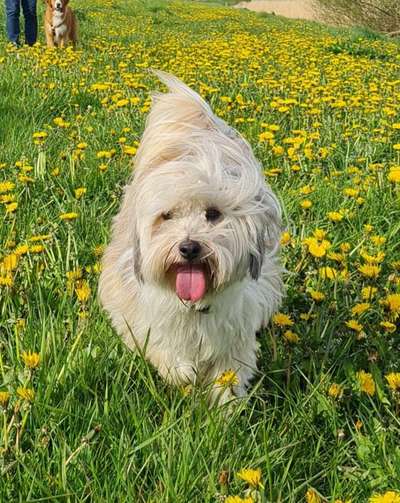 Fotochallenge Nr. 59 - Mein Hund zeigt die Zunge-Beitrag-Bild