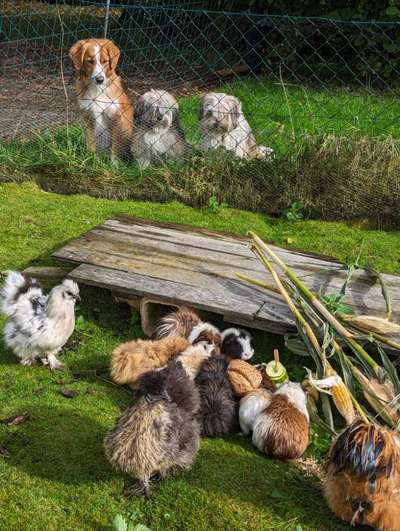 154. FotoChallenge * AUFS BILD GEMOGELT *-Beitrag-Bild