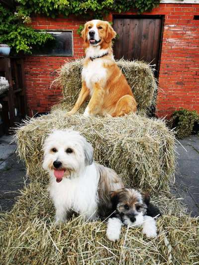 Dogorama Foto Challenge - Bestes gestelltes Bild-Beitrag-Bild