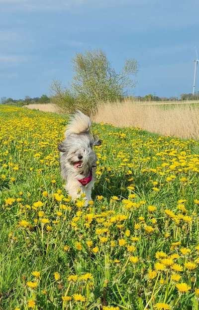 Tibet Terrier-Beitrag-Bild