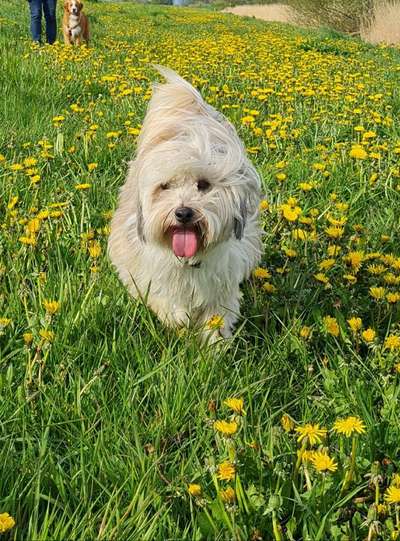 Tibet Terrier-Beitrag-Bild