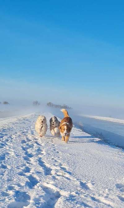 Fotochallenge 61 ~ Schnee-Beitrag-Bild