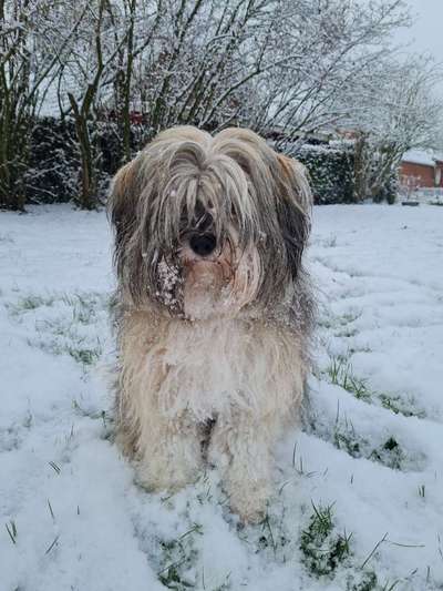 Dogorama Photo Challenge - Winterstimmung-Beitrag-Bild