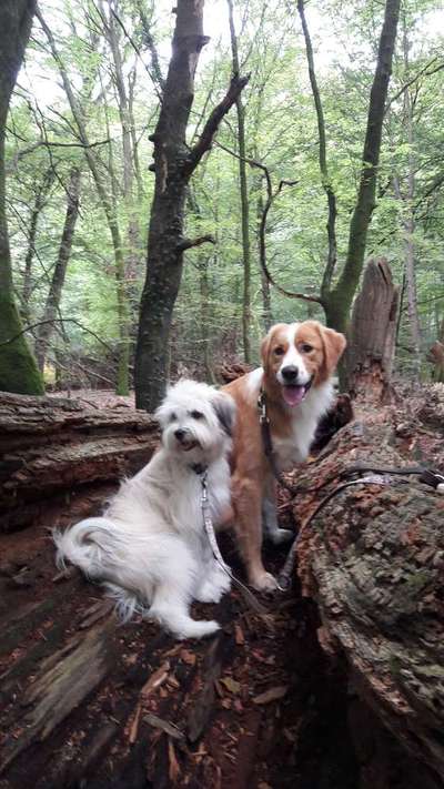 Dogorama Photo Challenge - Märchenwald-Beitrag-Bild