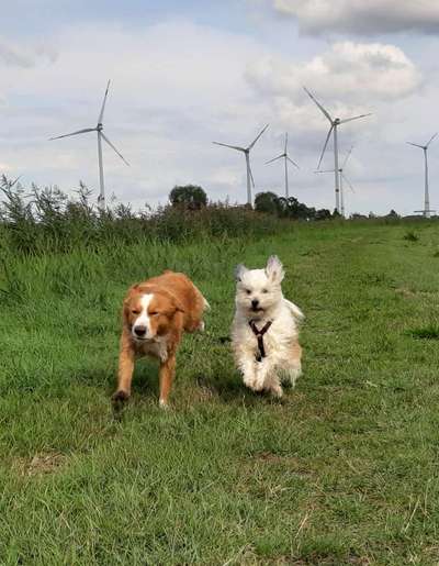 Fotochallenge 66 ~ Rennaction -Zeig deinen Hund im Lauf-Beitrag-Bild