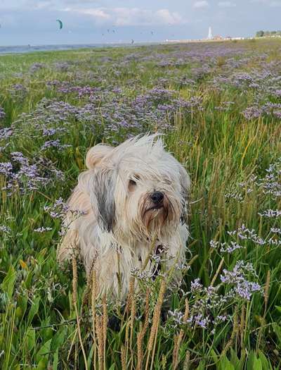 Fotochallange 63: "Dein blühendes Hündchen"-Beitrag-Bild