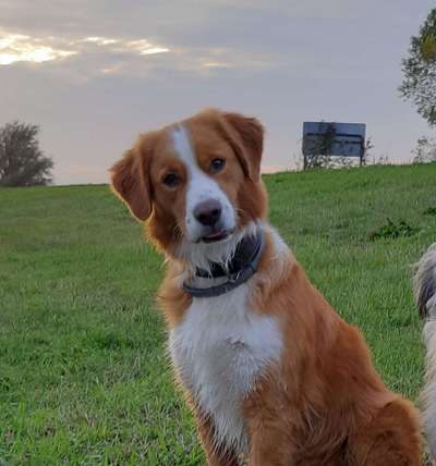 Die Dogorama-Wochen-Challenge "Die schönste Grimasse"-Beitrag-Bild