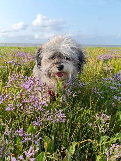 Fotochallange 63: "Dein blühendes Hündchen"-Beitrag-Bild