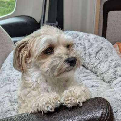 Hundetreffen-Hundetreffen in Friedberg/Hessen-Bild
