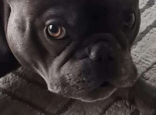 Zeigt mir die tollste Nahaufnahme von eurer Fellnase-Beitrag-Bild