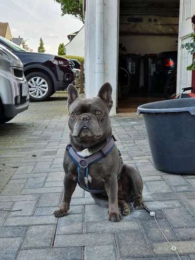 Französische Bulldoggen-Beitrag-Bild