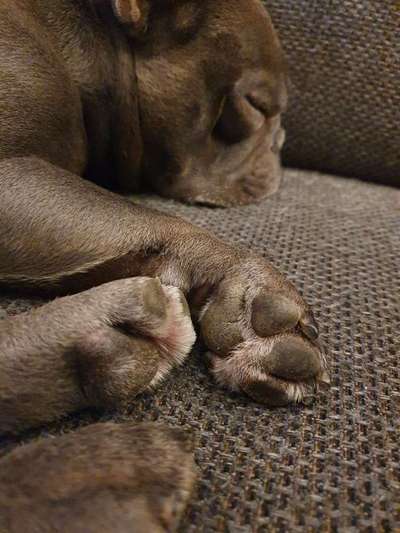 Zeigt mir die tollste Nahaufnahme von eurer Fellnase-Beitrag-Bild