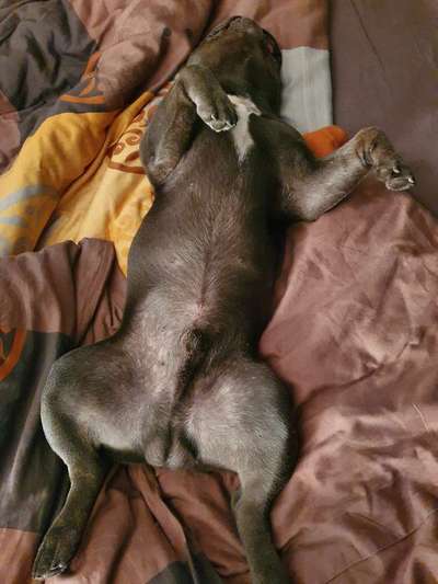 Du weißt, du hast einen Hund wenn...-Beitrag-Bild