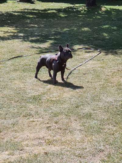 Französische Bulldoggen-Beitrag-Bild