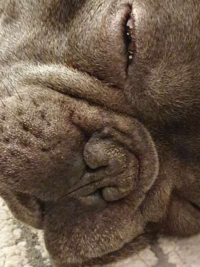 Zeigt mir die tollste Nahaufnahme von eurer Fellnase-Beitrag-Bild