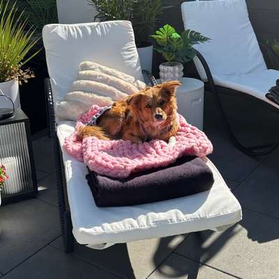 Hundetreffen-Hundefreund(e) zum Spazieren & Toben gesucht 🐾-Bild