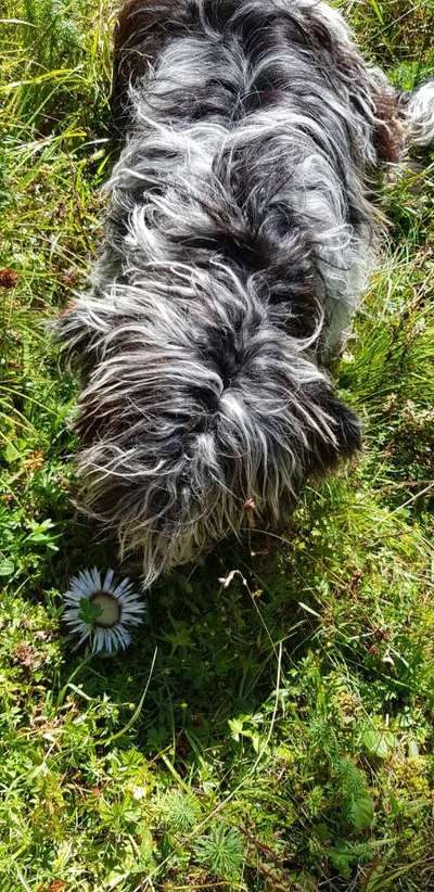 Challenge 23 : "  Euer Hund beim Frühlingserwachen "-Beitrag-Bild