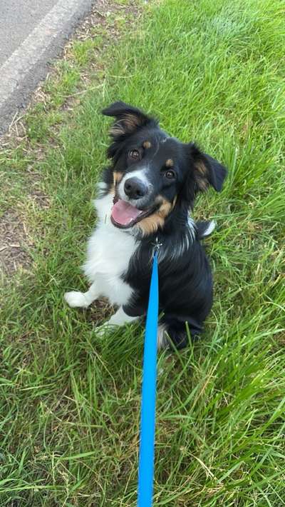 Hundetreffen-Sky sucht neue Hundefreunde😊-Bild
