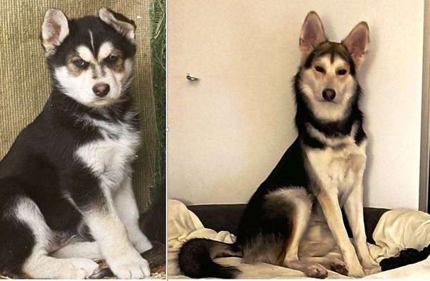 Vom Welpen zum Hund-Beitrag-Bild