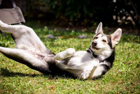 Dogorama Photo Challenge - Hunde in Action-Beitrag-Bild