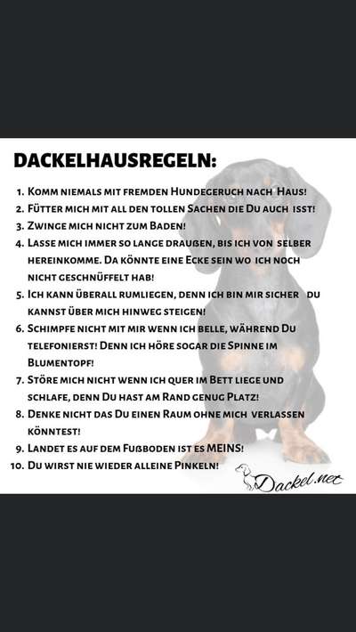 Kurzhaardackel-Beitrag-Bild