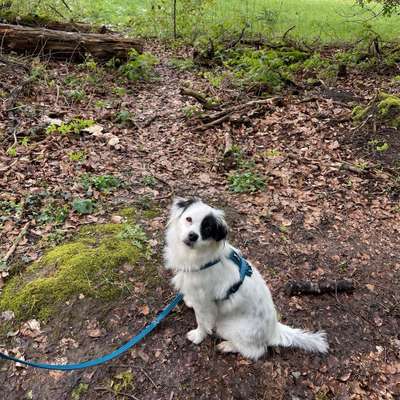 Hundetreffen-Gemeinsamer Spaziergang ❤️-Bild