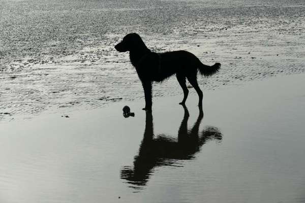 Dogorama Photo Challenge - Pfützen & Spiegelungen-Beitrag-Bild