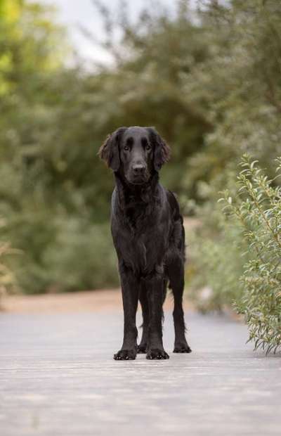Hunderunde-Beitrag-Bild