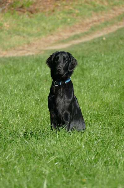 Flat Coated Retriever-Beitrag-Bild