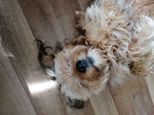 Auslandstierschutz-Beitrag-Bild