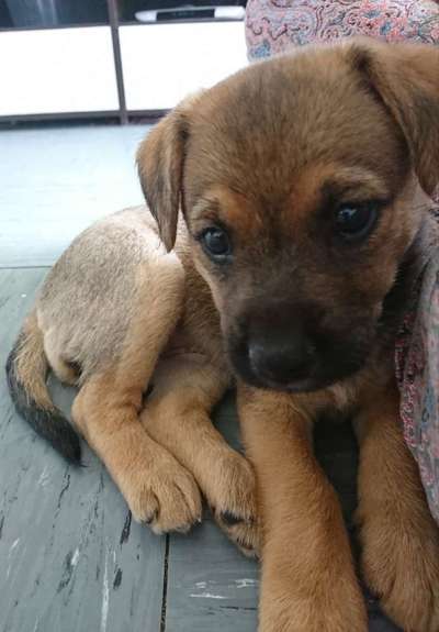 Welpen Bilder !-Beitrag-Bild