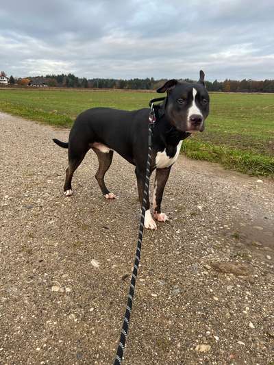 Mischlinge raten - Rätselspaß-Beitrag-Bild