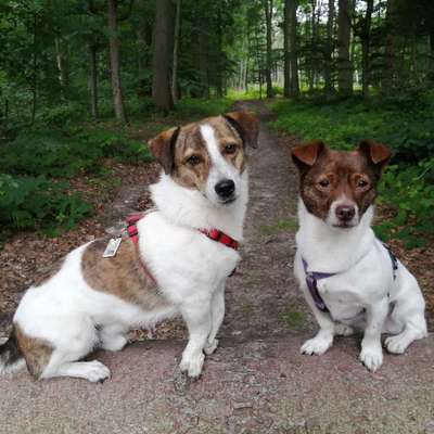 Hundetreffen-Gemeinsame Hunderunden in Beckedorf und Umgebung-Bild